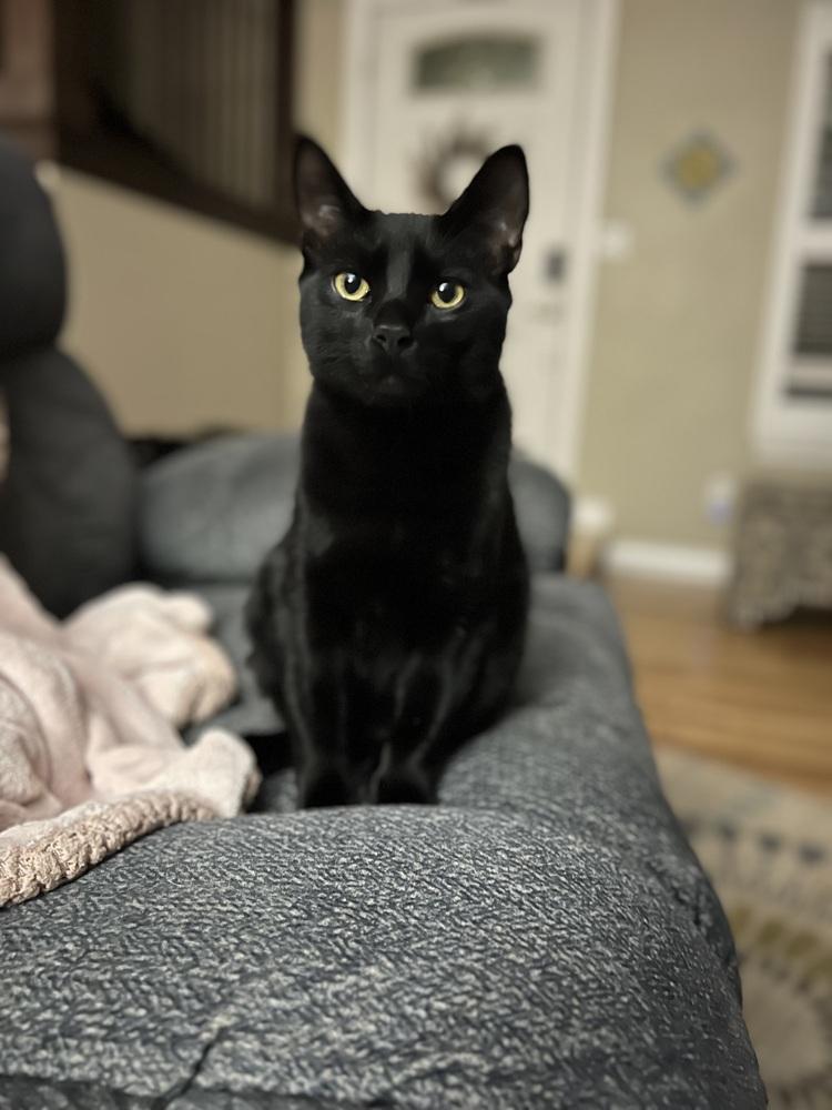 Mint, a Adoptable mixed breed in Aurora, CO image 1/4