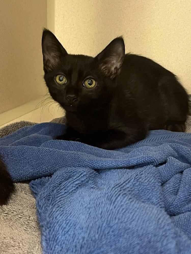 Mint, a Adoptable mixed breed in Aurora, CO image 2/4