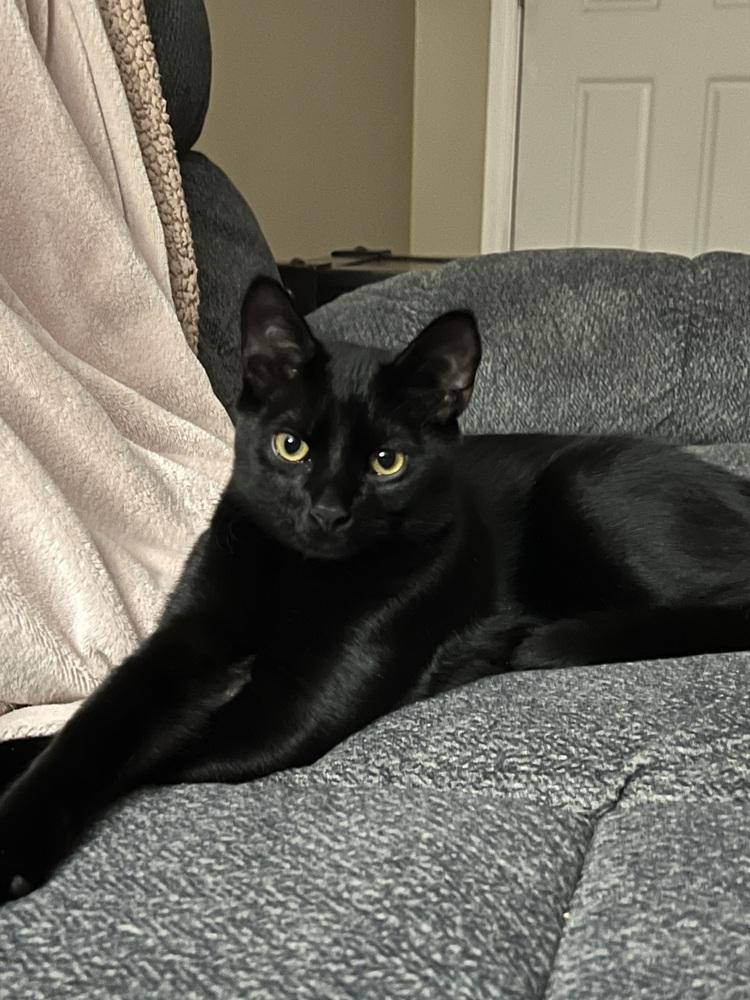 Mint, a Adoptable mixed breed in Aurora, CO image 3/4