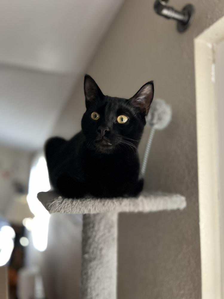 Mint, a Adoptable mixed breed in Aurora, CO image 4/4