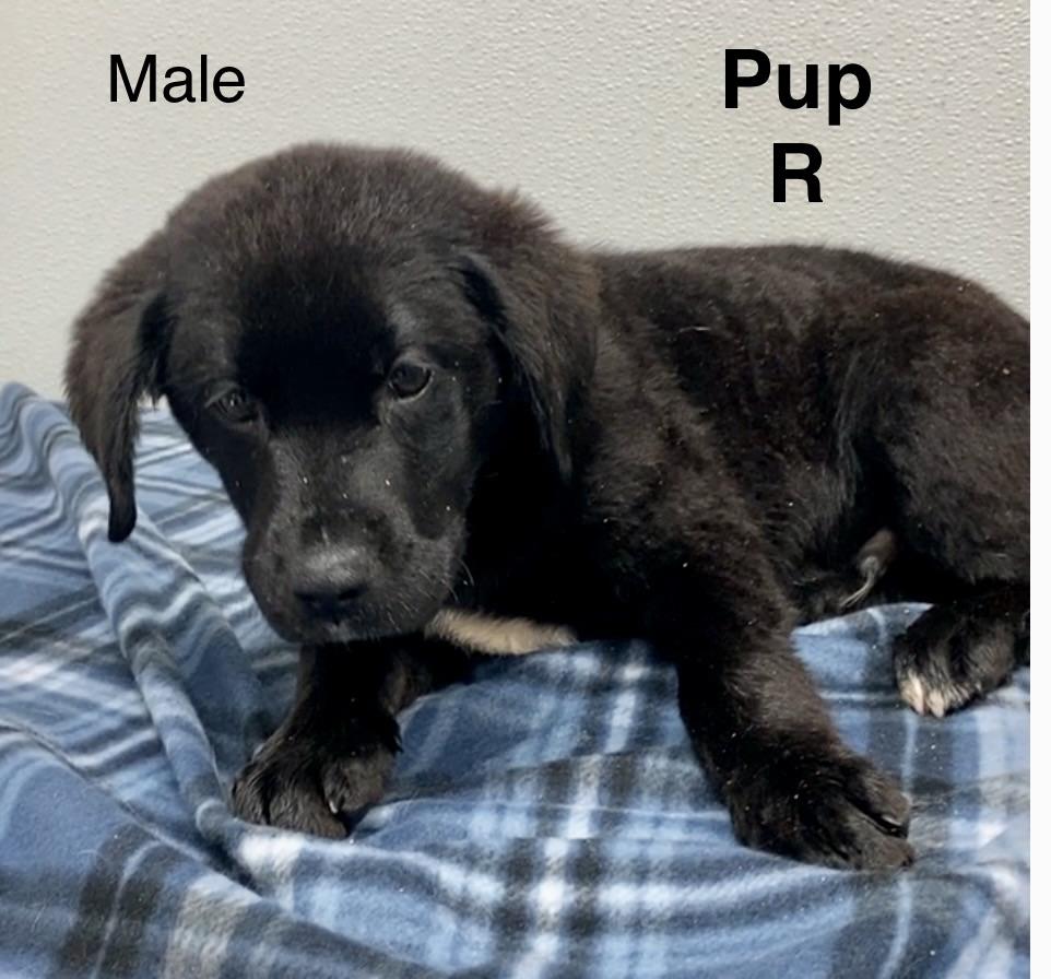 Enlarge Pup R, an adopted mixed breed in Pomeroy, OH image 1/1