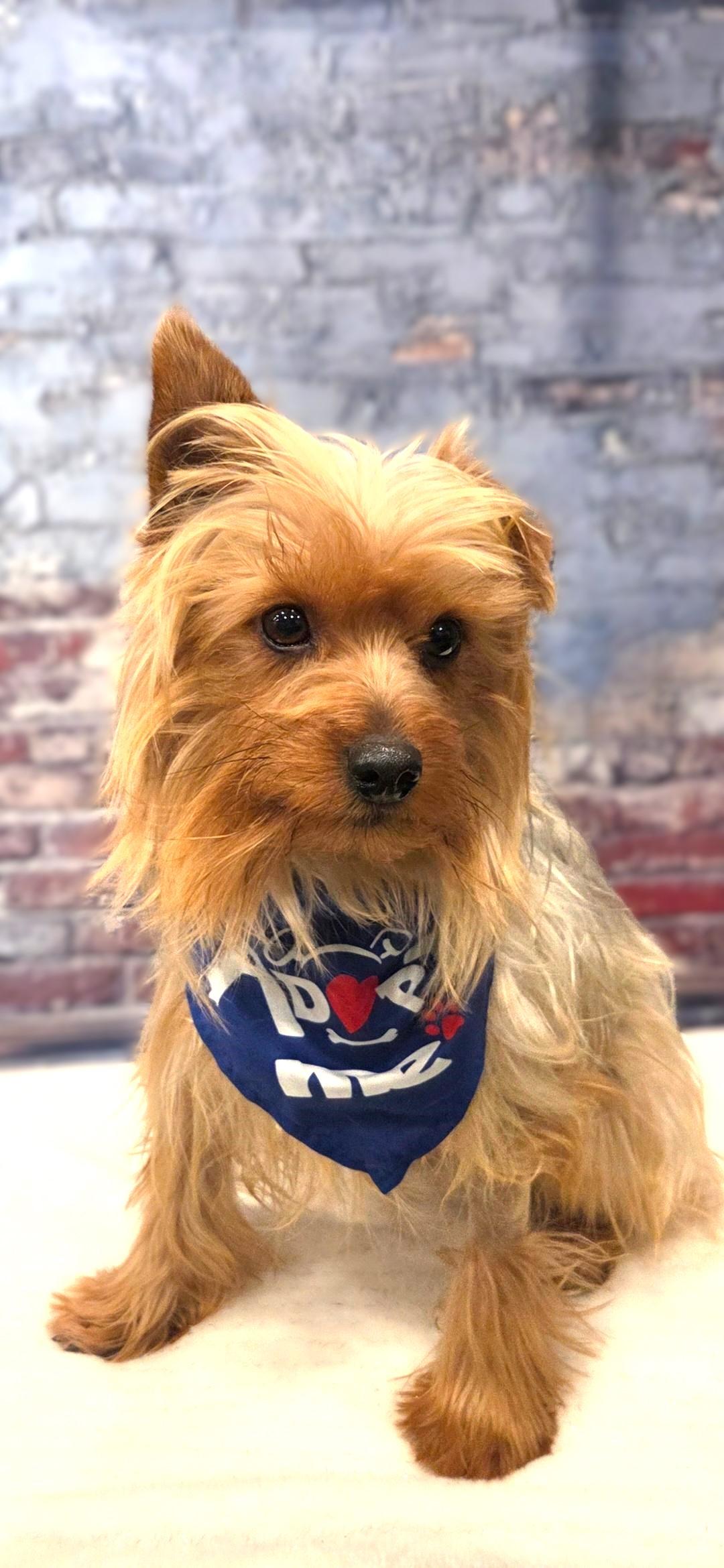 Rocco-Coming Soon, a ADOPTABLE Yorkshire Terrier in Bridgeton, MO image 4/5