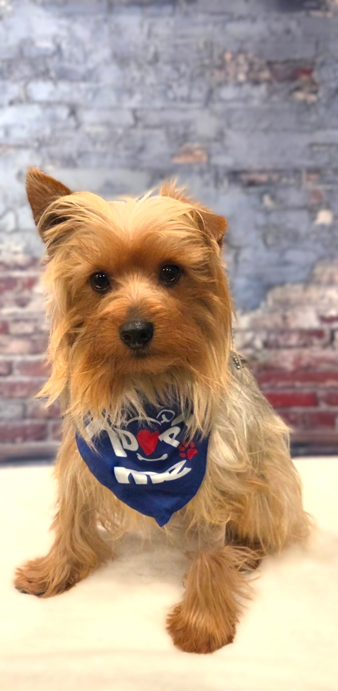 Rocco-Coming Soon, ADOPTABLE, Young Male Yorkshire Terrier.