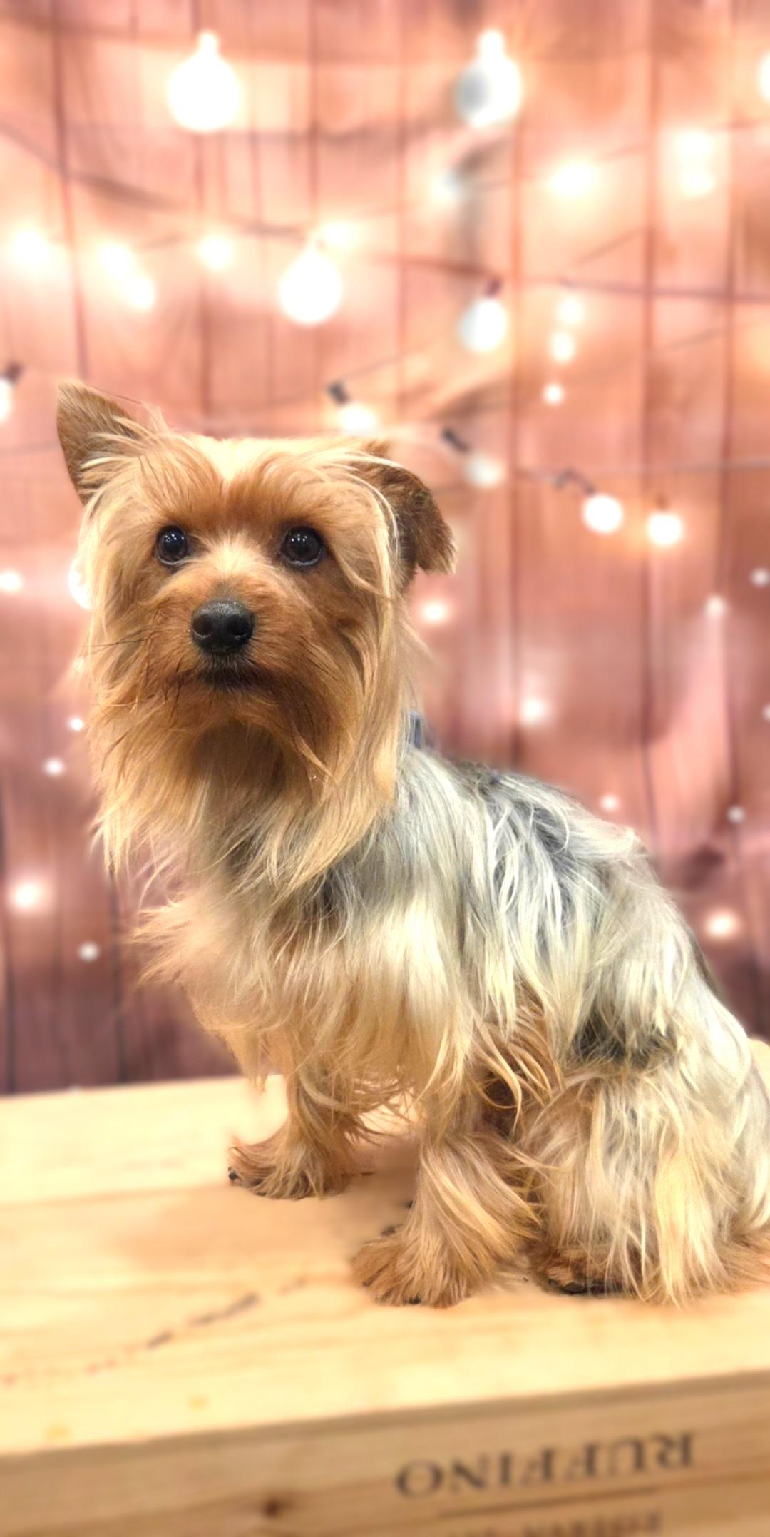 Rocco-Coming Soon, a ADOPTABLE Yorkshire Terrier in Bridgeton, MO image 2/5