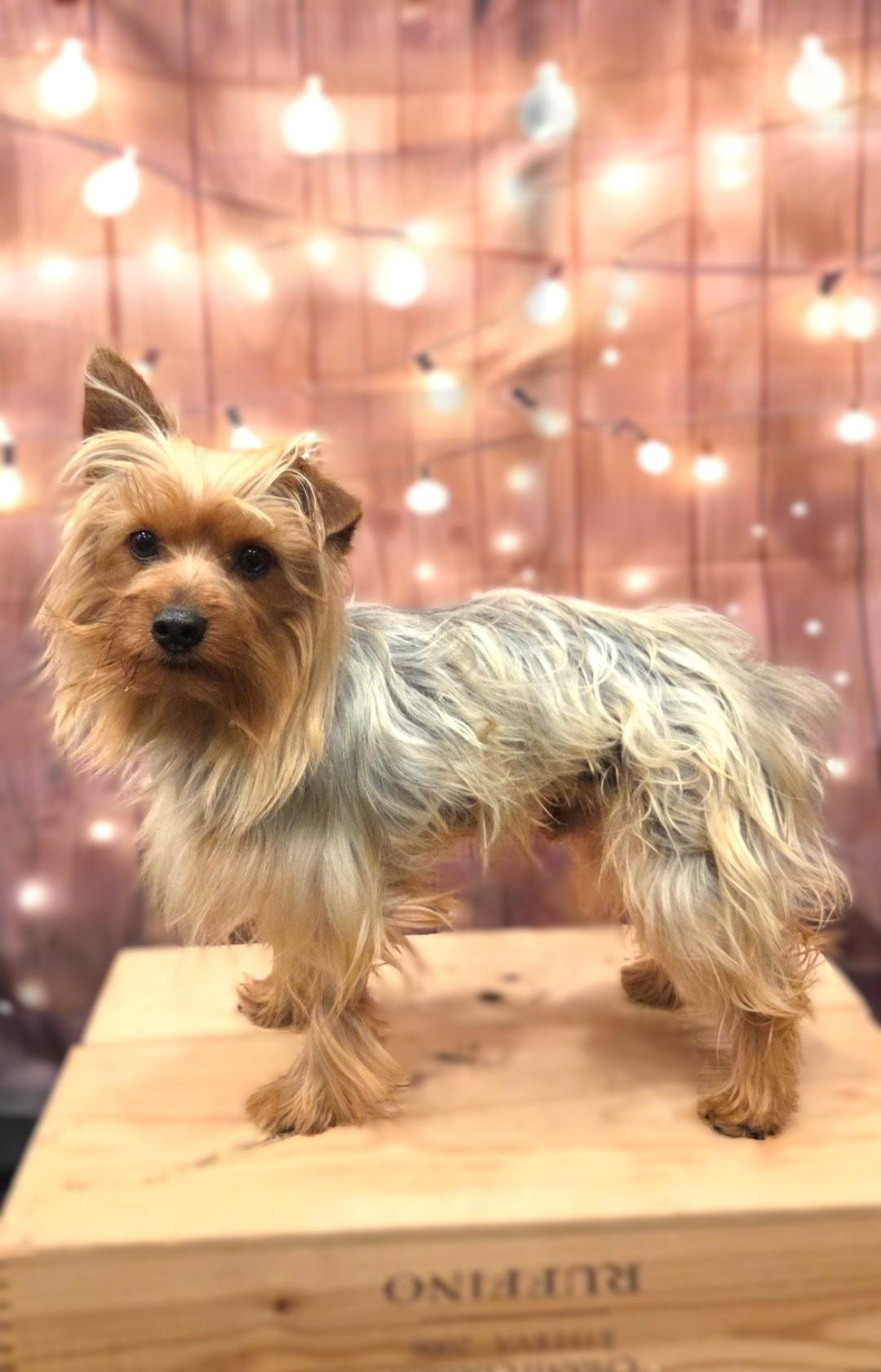 Rocco-Coming Soon, a ADOPTABLE Yorkshire Terrier in Bridgeton, MO image 3/5