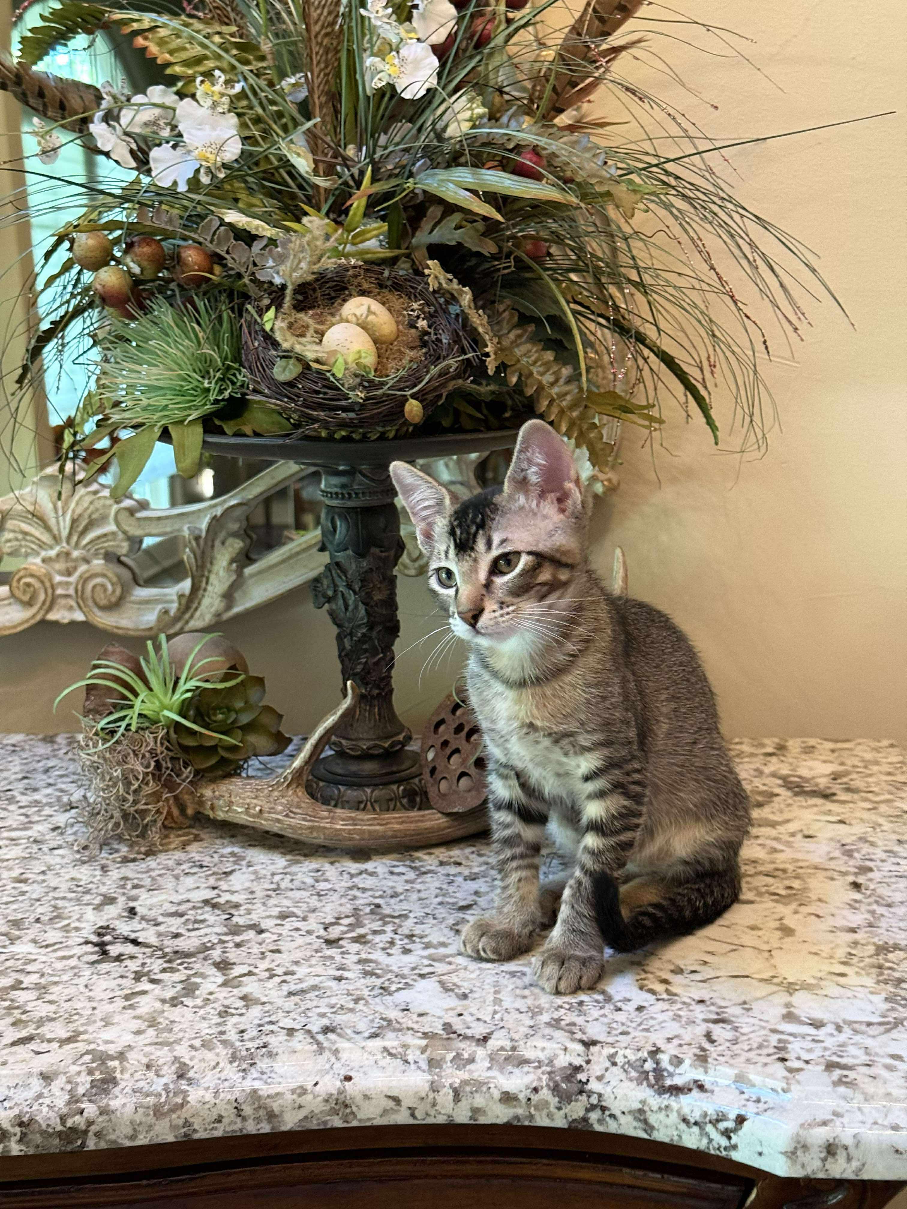 Enlarge Leo, an adoptable American Shorthair in Weatherford, TX image 1/1