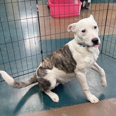 Mr Po Po — thumbnail 2