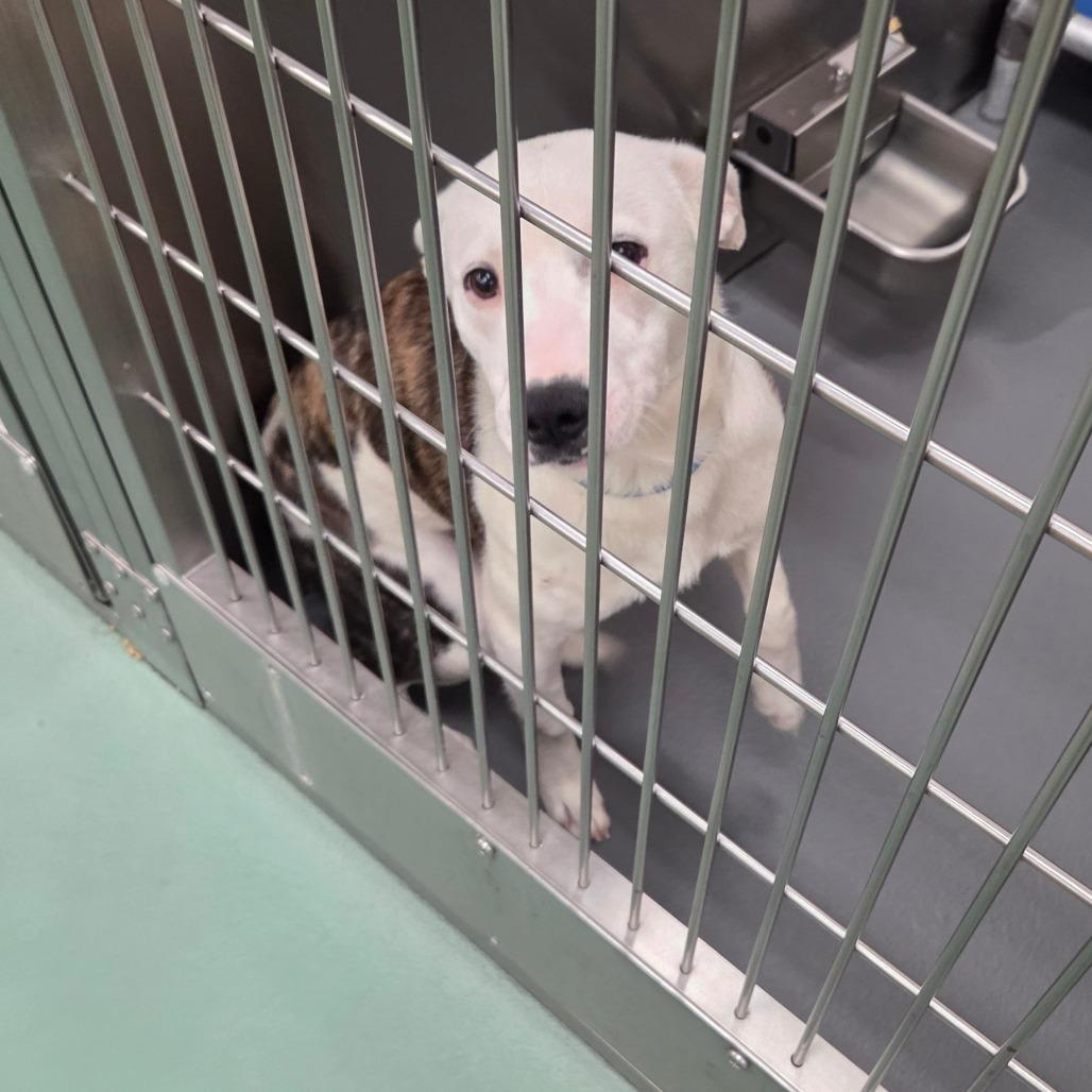 Mr Po Po — thumbnail 3