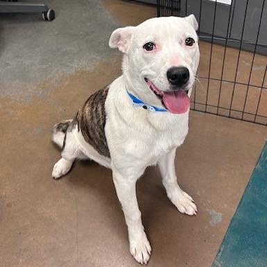 Mr Po Po — thumbnail 4