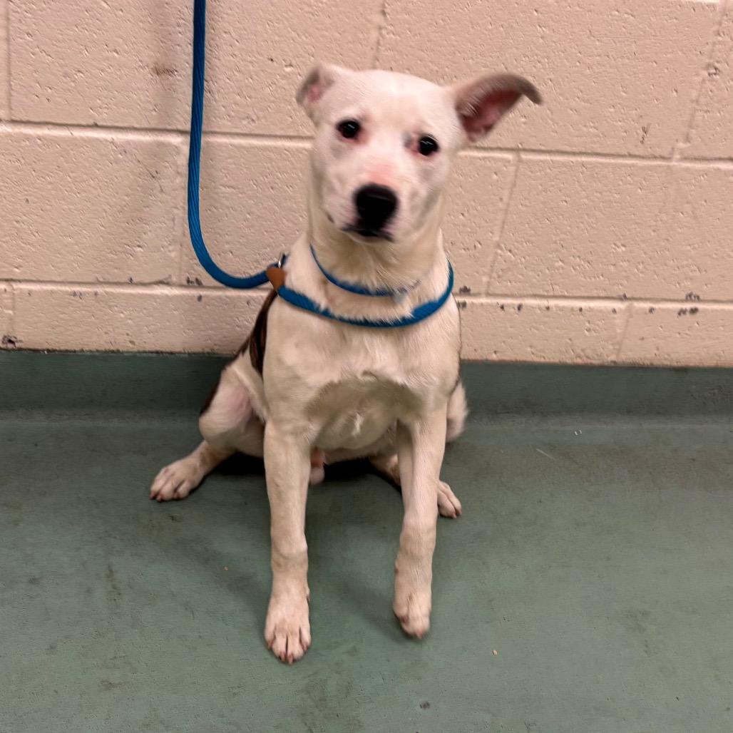 Mr Po Po — thumbnail 6