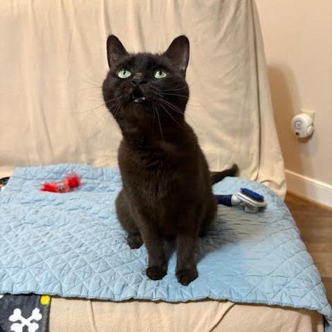 Enlarge Godiva, a Adoptable Domestic Short Hair in Charlottesville, VA image 1/6