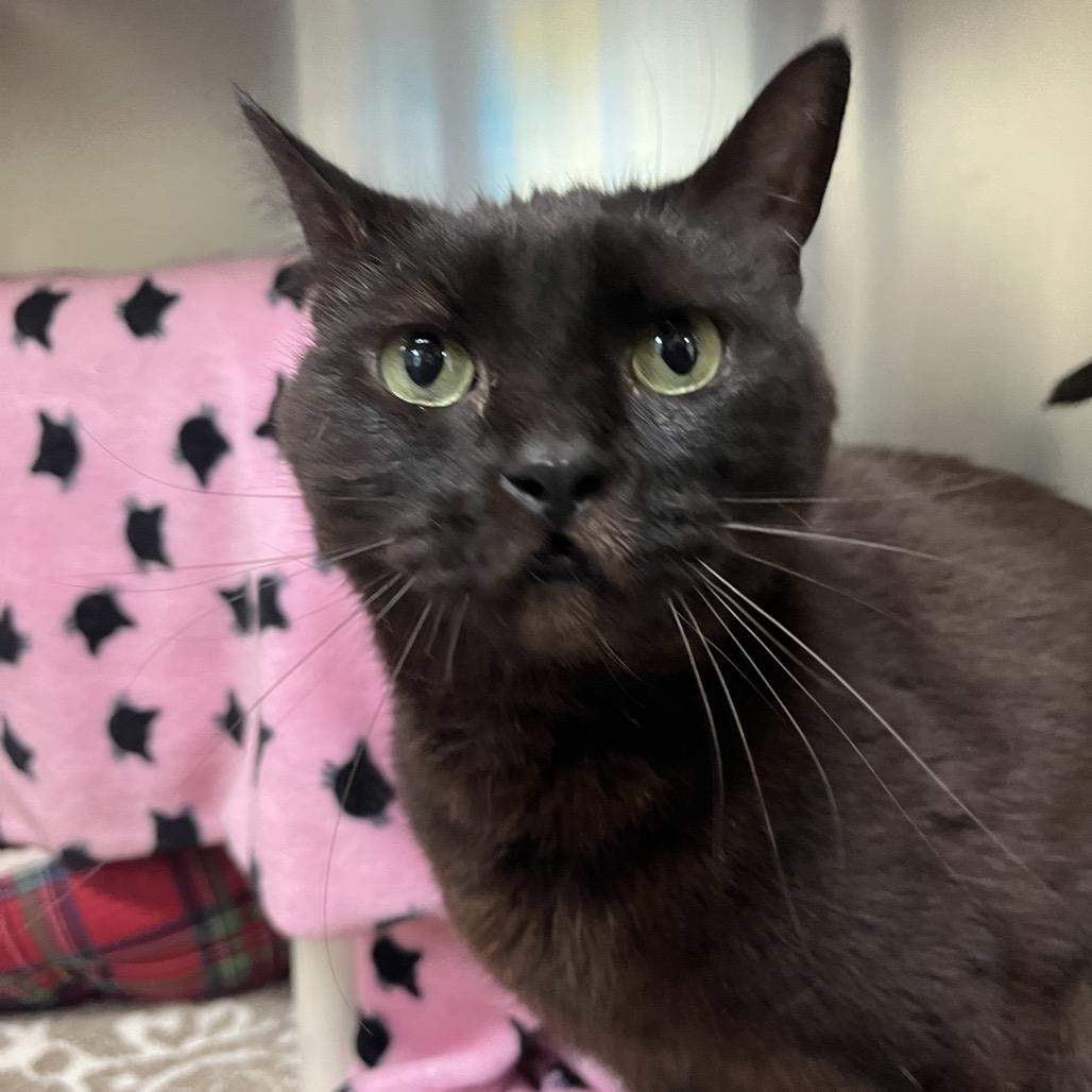 Enlarge Godiva, a Adoptable Domestic Short Hair in Charlottesville, VA image 2/6