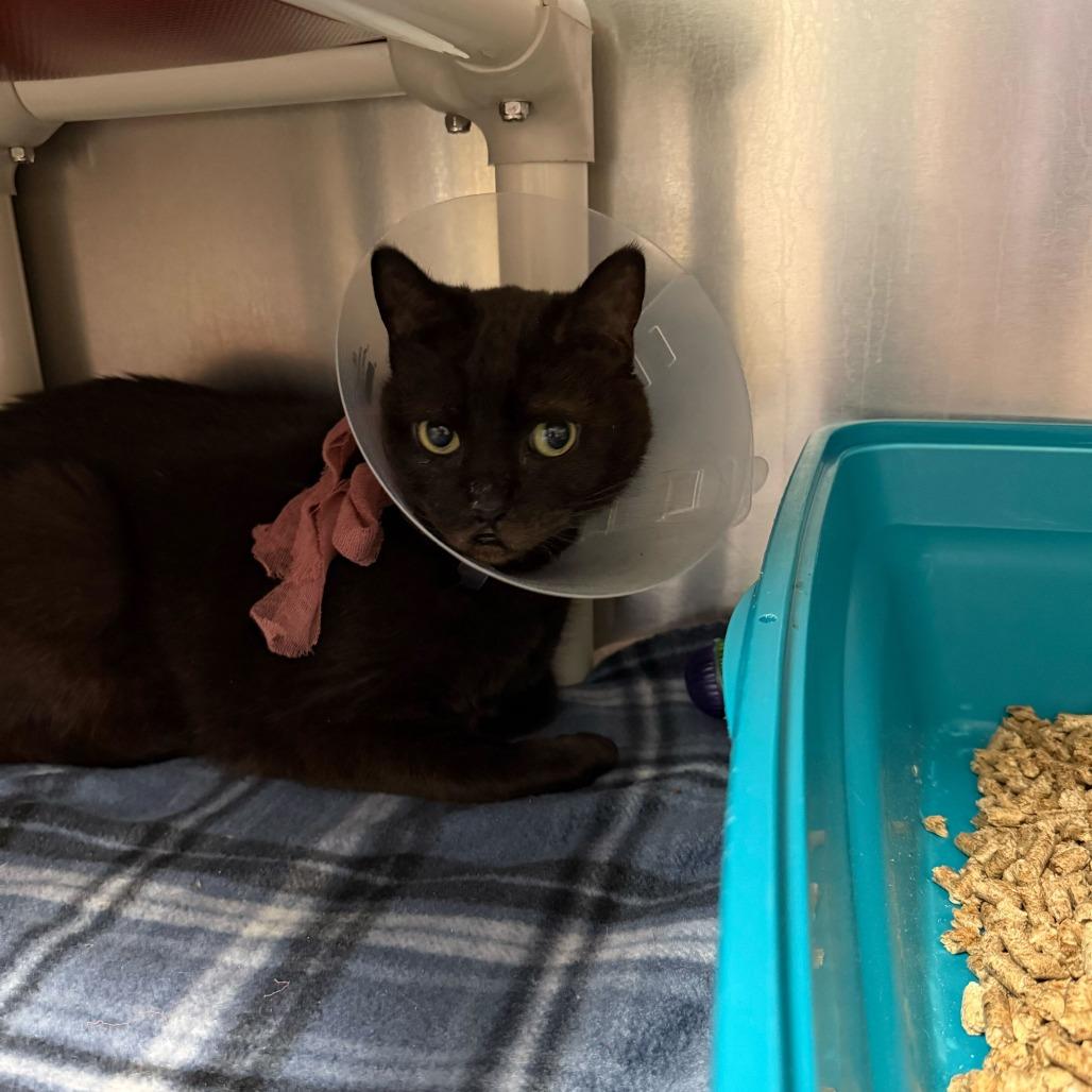 Godiva, Adoptable, Senior Female Domestic Short Hair.