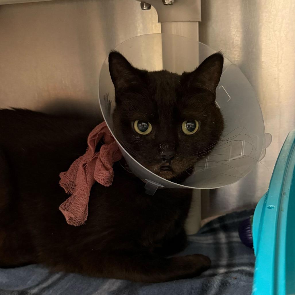 Enlarge Godiva, a Adoptable Domestic Short Hair in Charlottesville, VA image 2/6