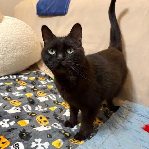 Enlarge Godiva, a Adoptable Domestic Short Hair in Charlottesville, VA image 3/6