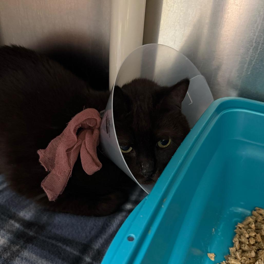 Enlarge Godiva, a Adoptable Domestic Short Hair in Charlottesville, VA image 4/6