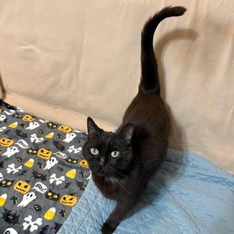 Enlarge Godiva, a Adoptable Domestic Short Hair in Charlottesville, VA image 4/6