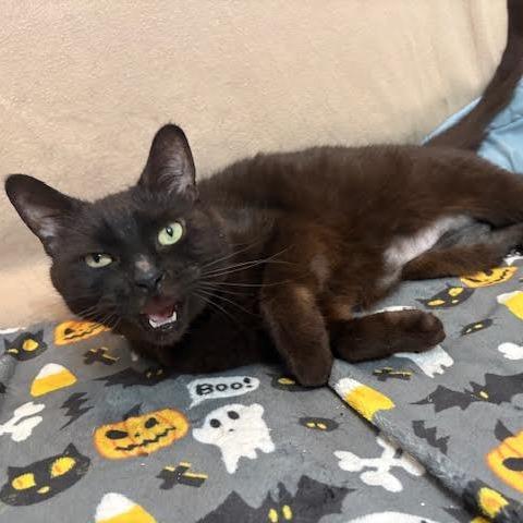 Enlarge Godiva, a Adoptable Domestic Short Hair in Charlottesville, VA image 5/6