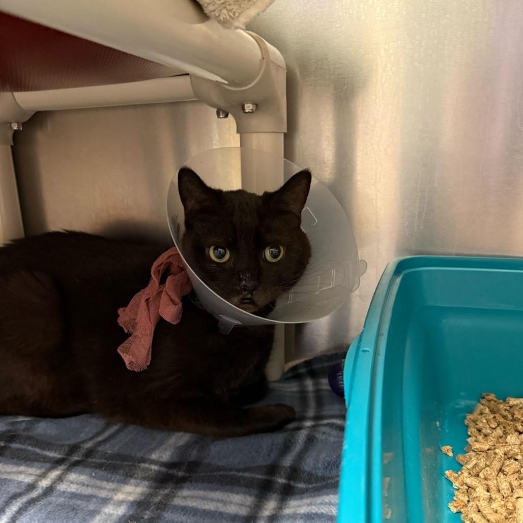 Enlarge Godiva, a Adoptable Domestic Short Hair in Charlottesville, VA image 6/6