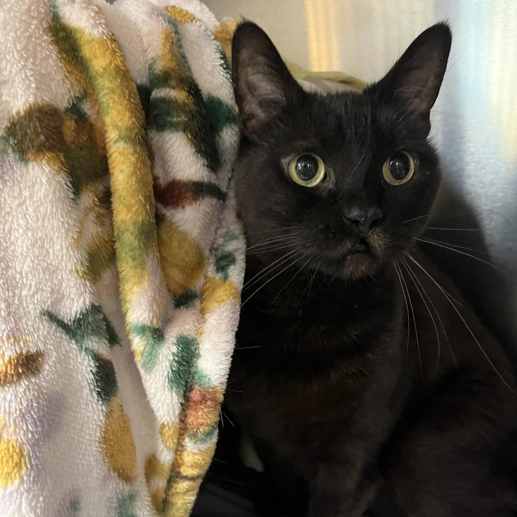 Enlarge Godiva, a Adoptable Domestic Short Hair in Charlottesville, VA image 6/6