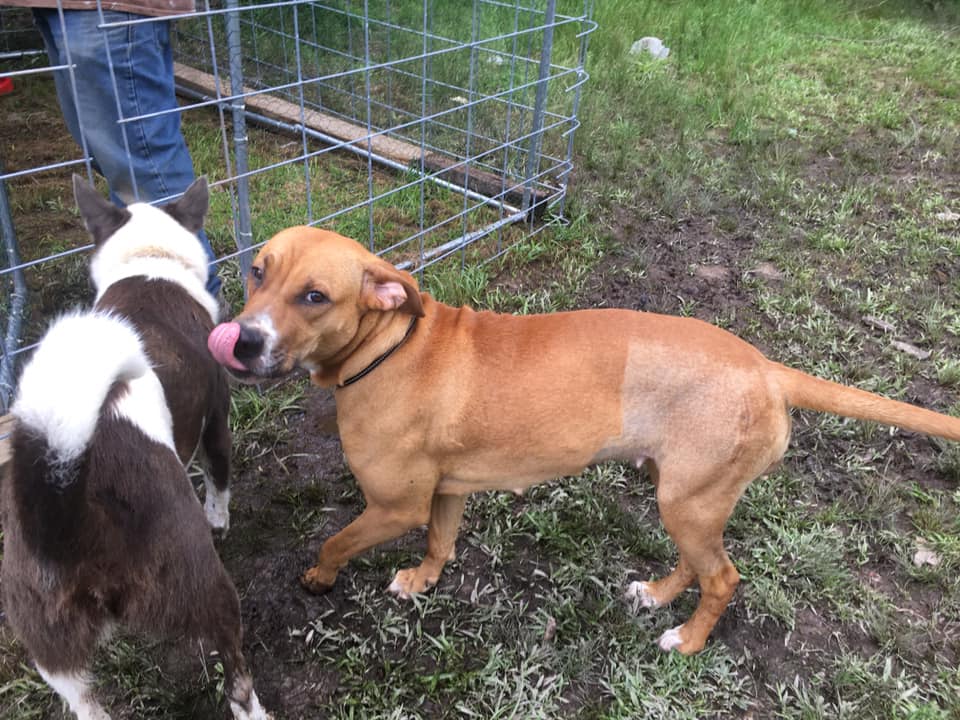 Enlarge Zaddie, a Adoptable mixed breed in Pine Bluff, AR image 2/6