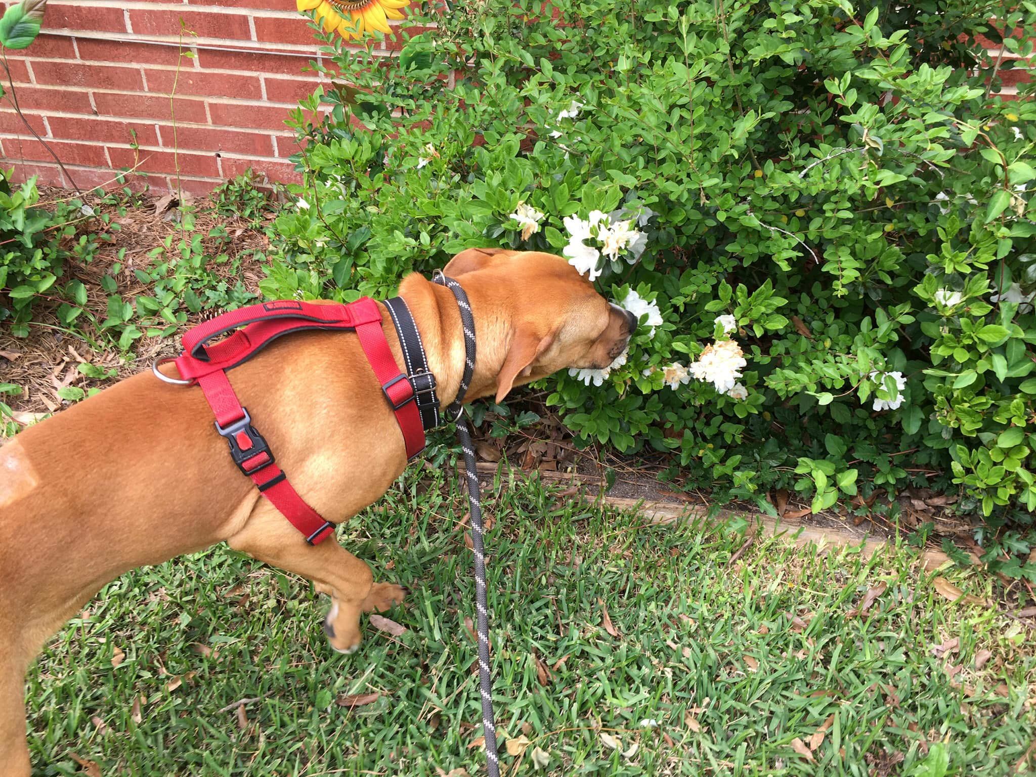Enlarge Zaddie, a Adoptable mixed breed in Pine Bluff, AR image 3/6