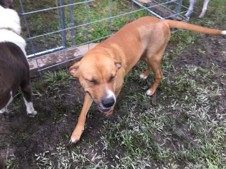 Enlarge Zaddie, a Adoptable mixed breed in Pine Bluff, AR image 4/6
