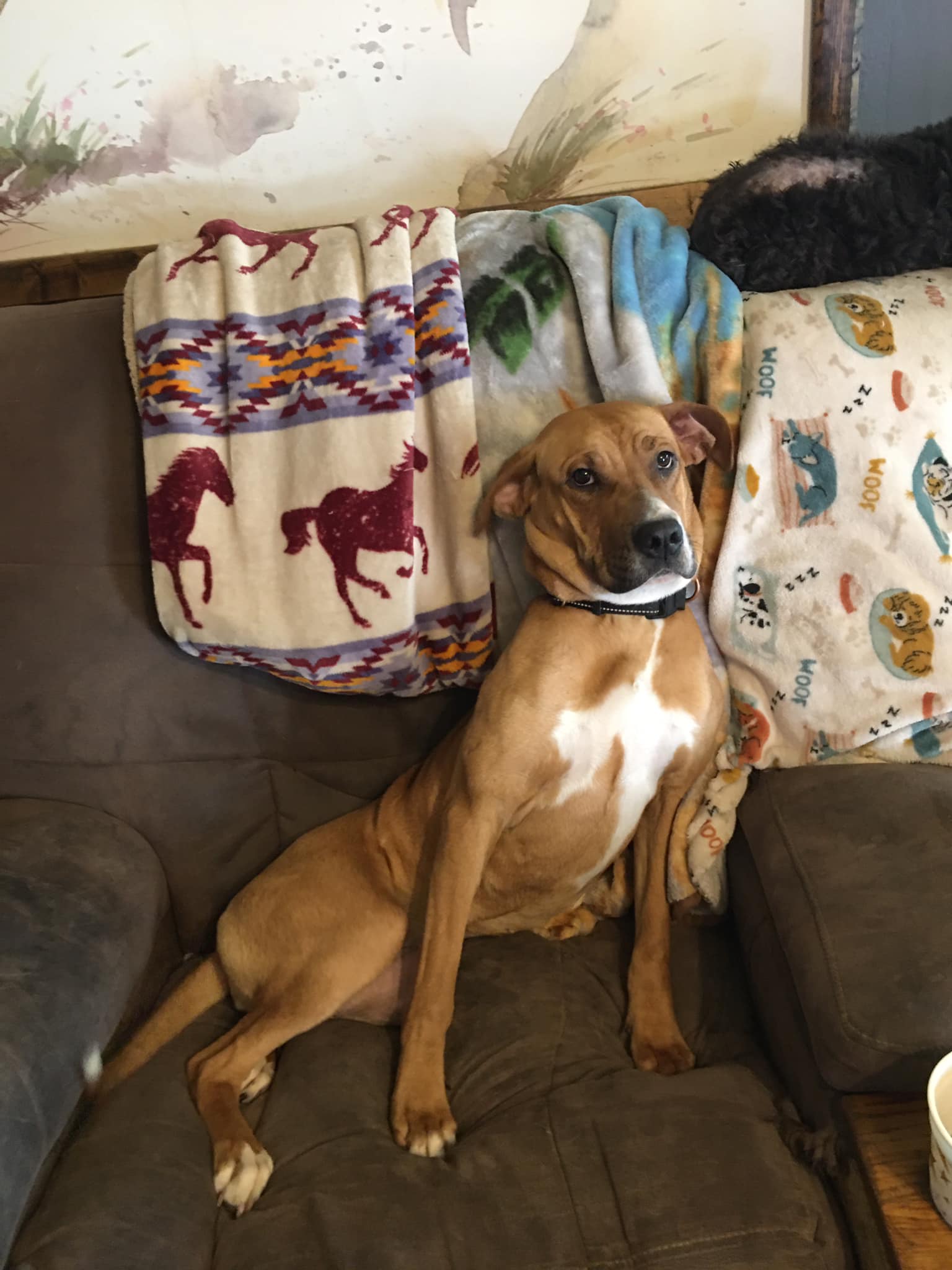 Enlarge Zaddie, a Adoptable mixed breed in Pine Bluff, AR image 5/6