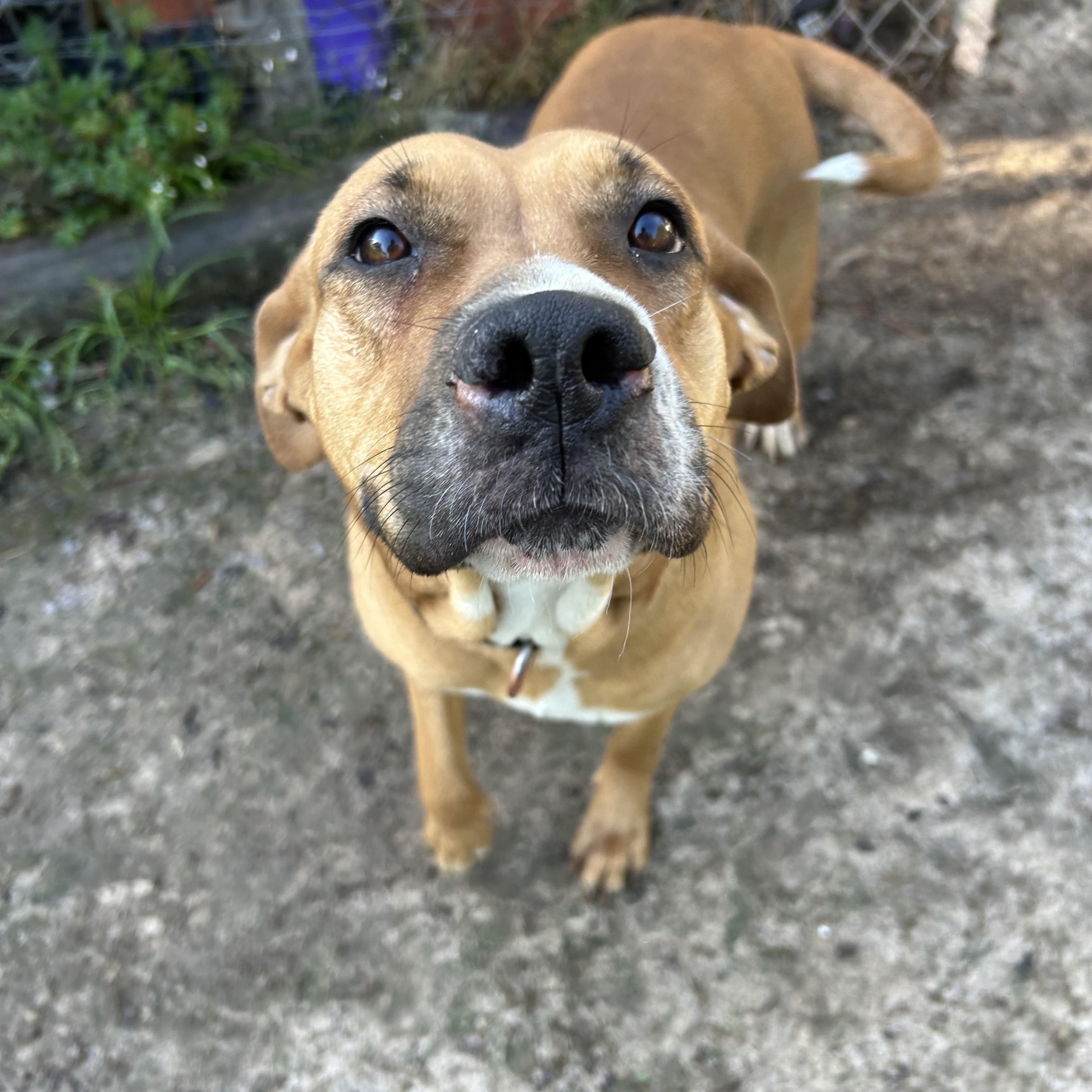 Enlarge Zaddie, a Adoptable mixed breed in Pine Bluff, AR image 1/6