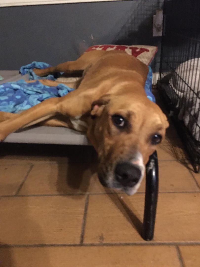 Enlarge Zaddie, a Adoptable mixed breed in Pine Bluff, AR image 6/6