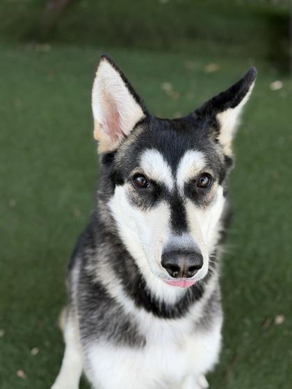 Enlarge Jet, a ADOPTABLE mixed breed in Sacramento, CA image 3/6