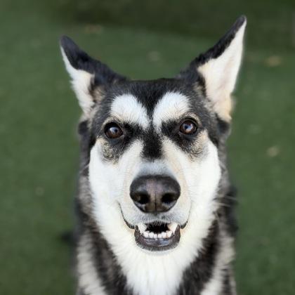 Enlarge Jet, a ADOPTABLE mixed breed in Sacramento, CA image 5/6