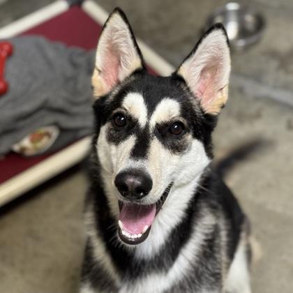 Enlarge Jet, a ADOPTABLE mixed breed in Sacramento, CA image 4/6