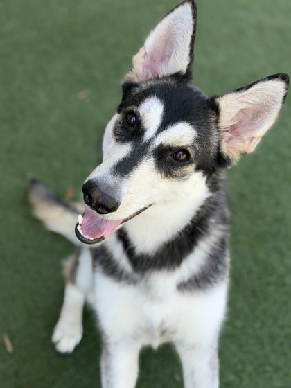 Enlarge Jet, a ADOPTABLE mixed breed in Sacramento, CA image 6/6