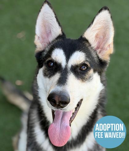 Jet, ADOPTABLE, Adult Female Siberian Husky.