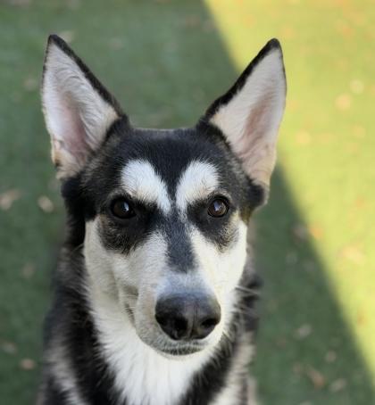 Enlarge Jet, a ADOPTABLE mixed breed in Sacramento, CA image 2/6