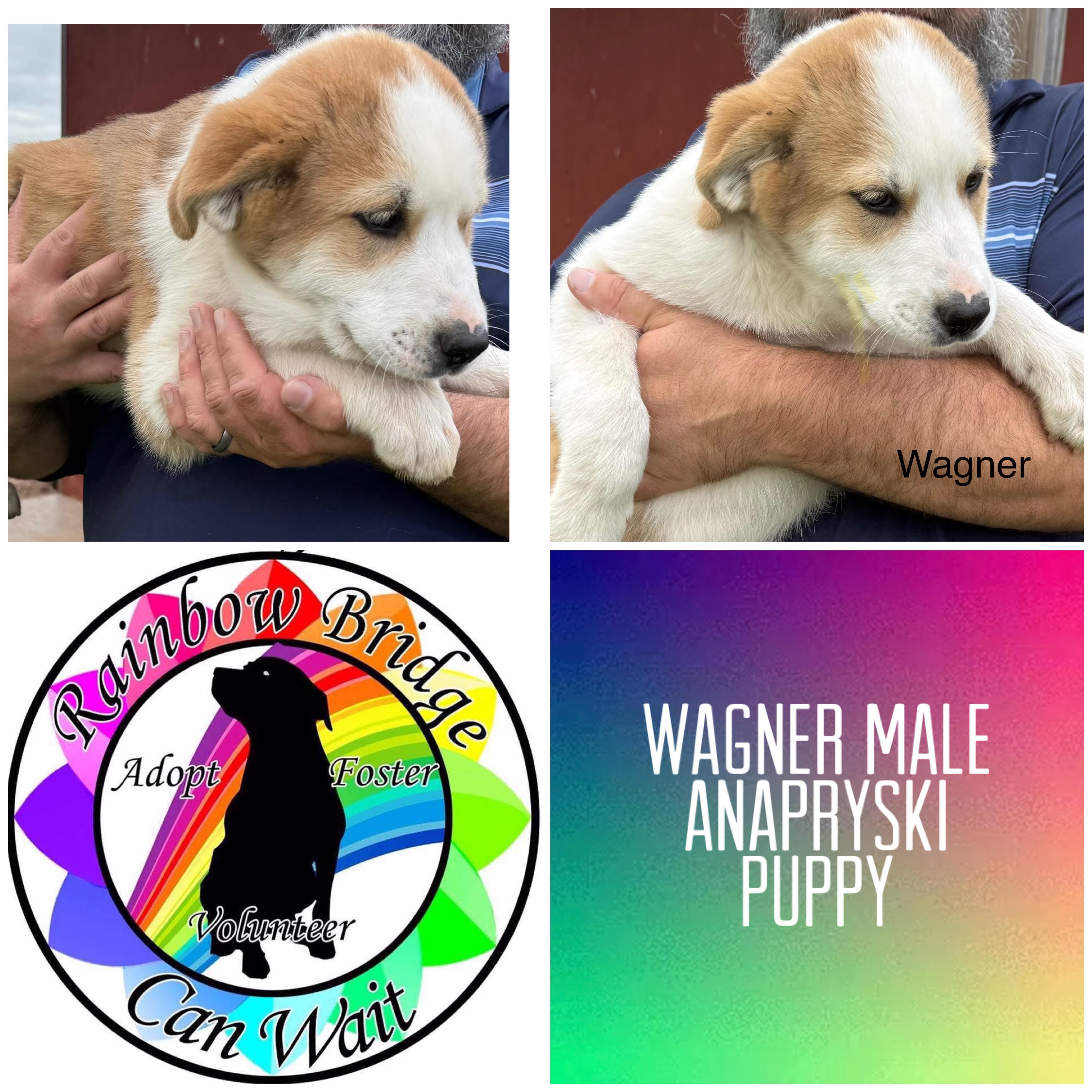 Wagner, Adoptable, Puppy Male Anatolian Shepherd.