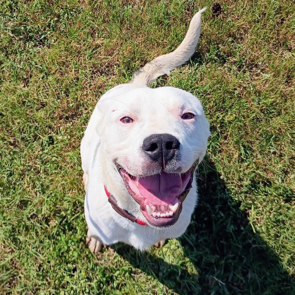 Texas D47275, Adoptable, Young Male Dogo Argentino.