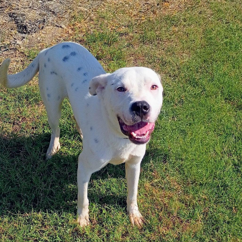 Enlarge Texas D47275, a Adoptable mixed breed in Corsicana, TX image 2/3