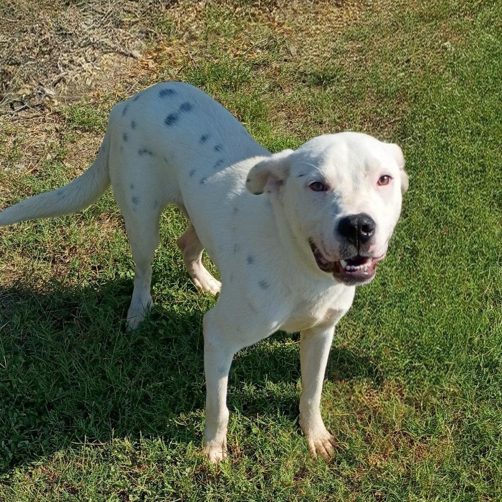 Enlarge Texas D47275, a Adoptable mixed breed in Corsicana, TX image 3/3