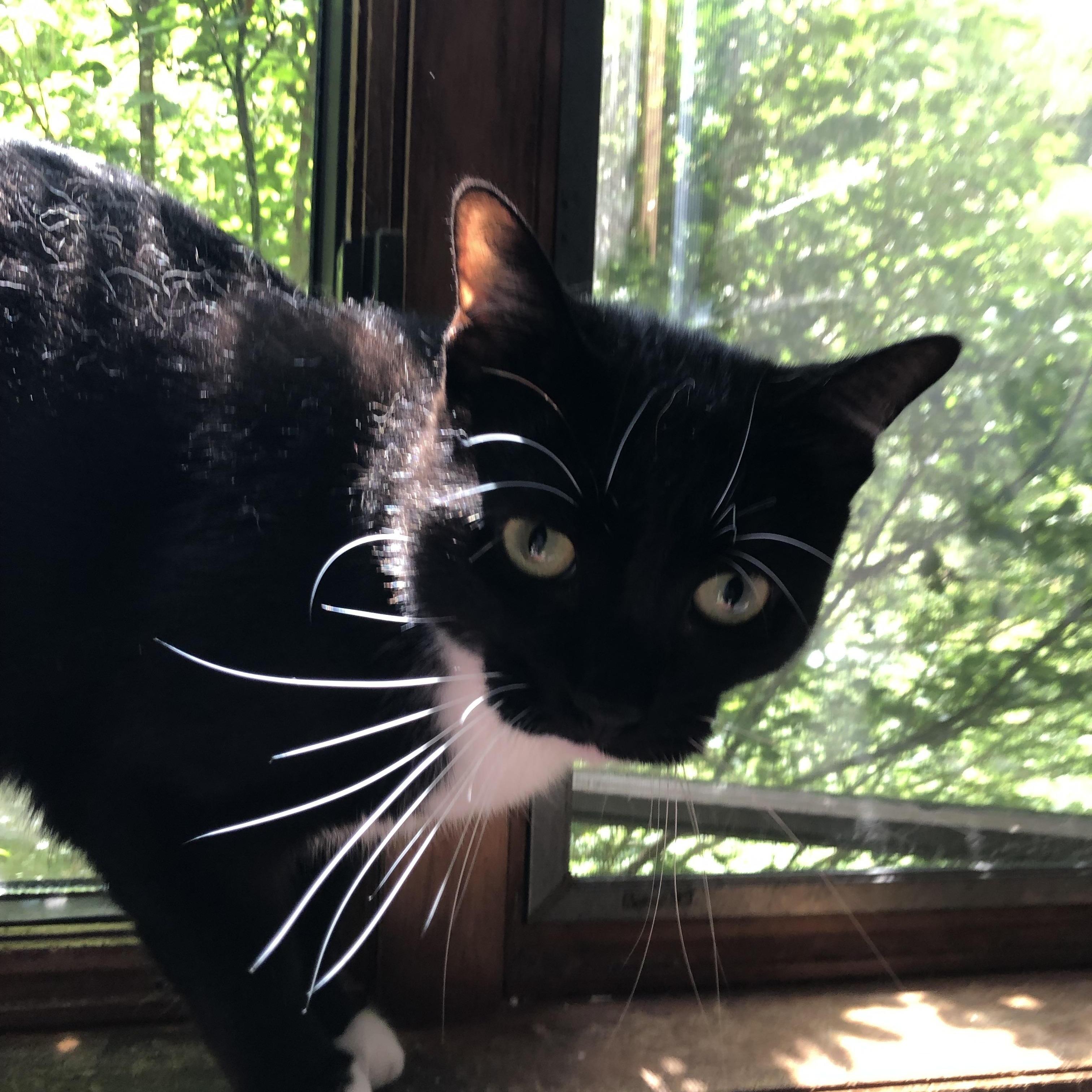 Enlarge Largely, the purry head-bonker you really need to get off of your chest!, a Adoptable Domestic Short Hair in Jamaica Plain, MA image 4/4