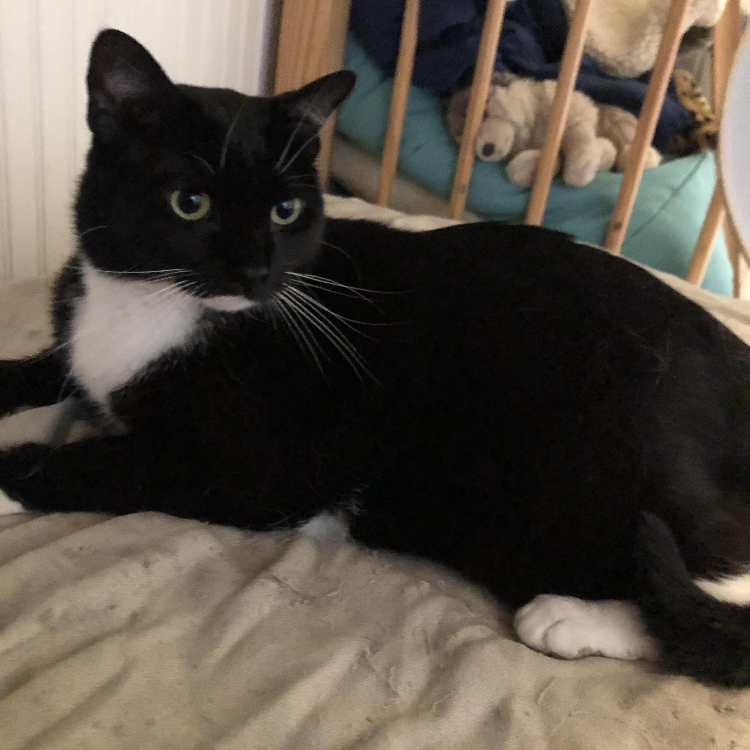 Enlarge Largely, the purry head-bonker you really need to get off of your chest!, a Adoptable Domestic Short Hair in Jamaica Plain, MA image 2/4