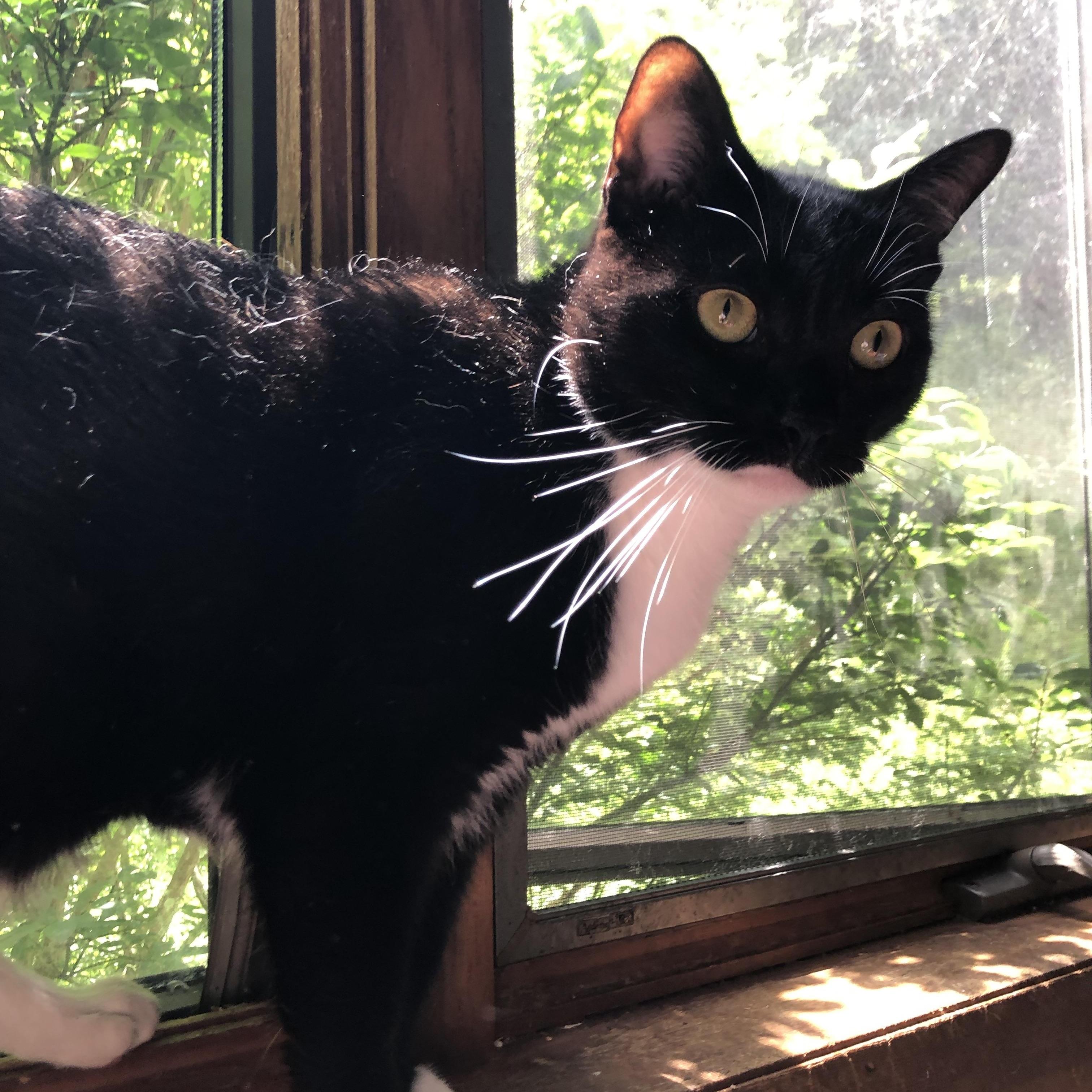 Enlarge Largely, the purry head-bonker you really need to get off of your chest!, a Adoptable Domestic Short Hair in Jamaica Plain, MA image 3/4
