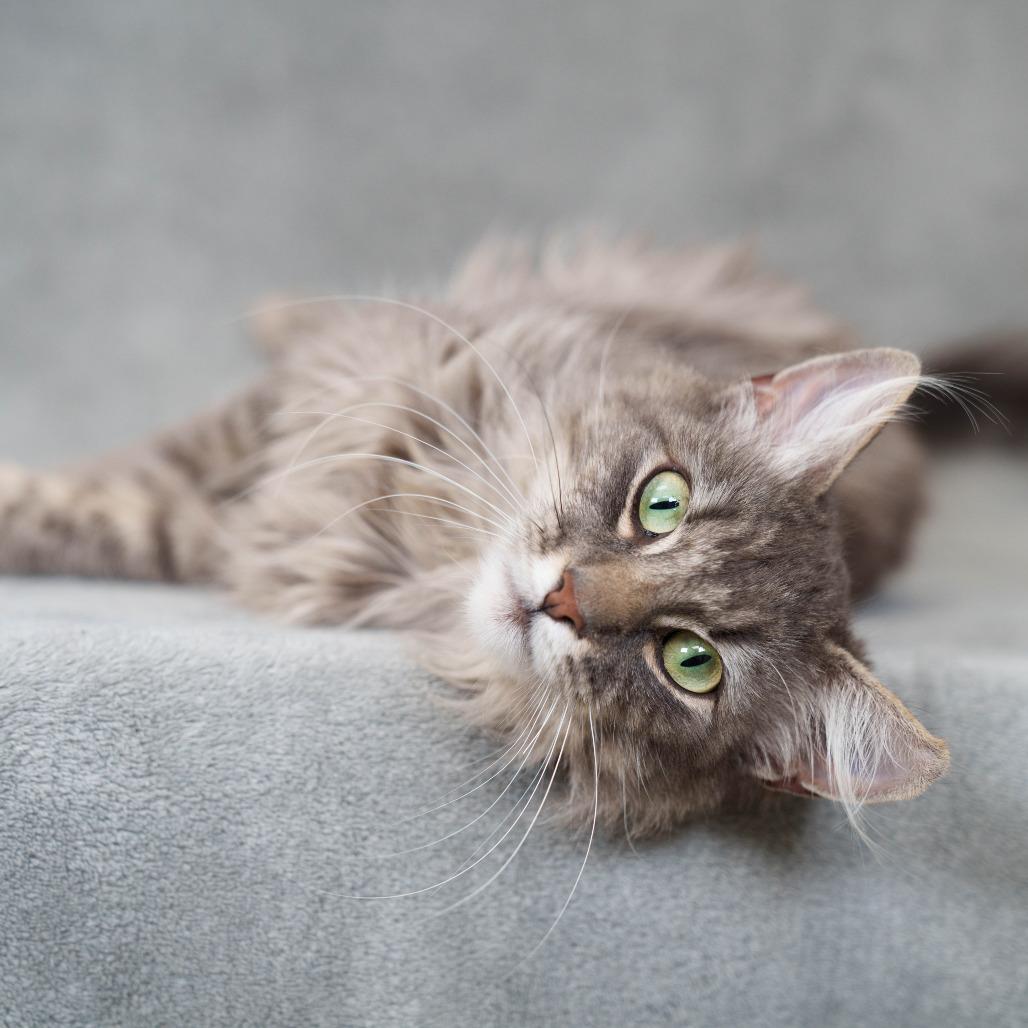 Enlarge Rosalina, a Adoptable Domestic Medium Hair in Sunnyvale, CA image 1/3