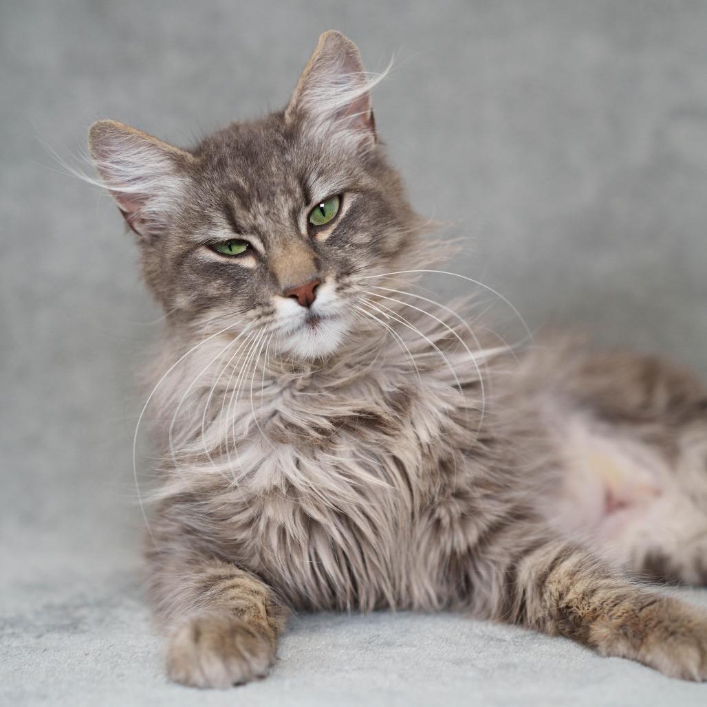 Enlarge Rosalina, a Adoptable Domestic Medium Hair in Sunnyvale, CA image 2/3