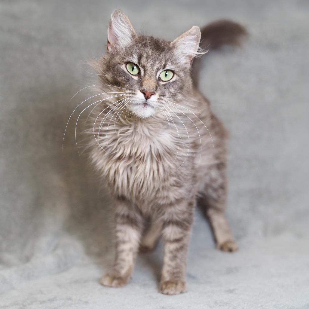 Enlarge Rosalina, a Adoptable Domestic Medium Hair in Sunnyvale, CA image 3/3