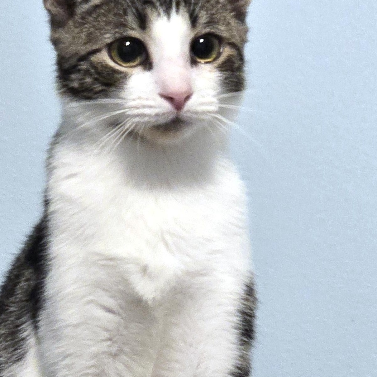 Enlarge Penny, a Adoptable Domestic Short Hair in Wadsworth, OH image 2/3