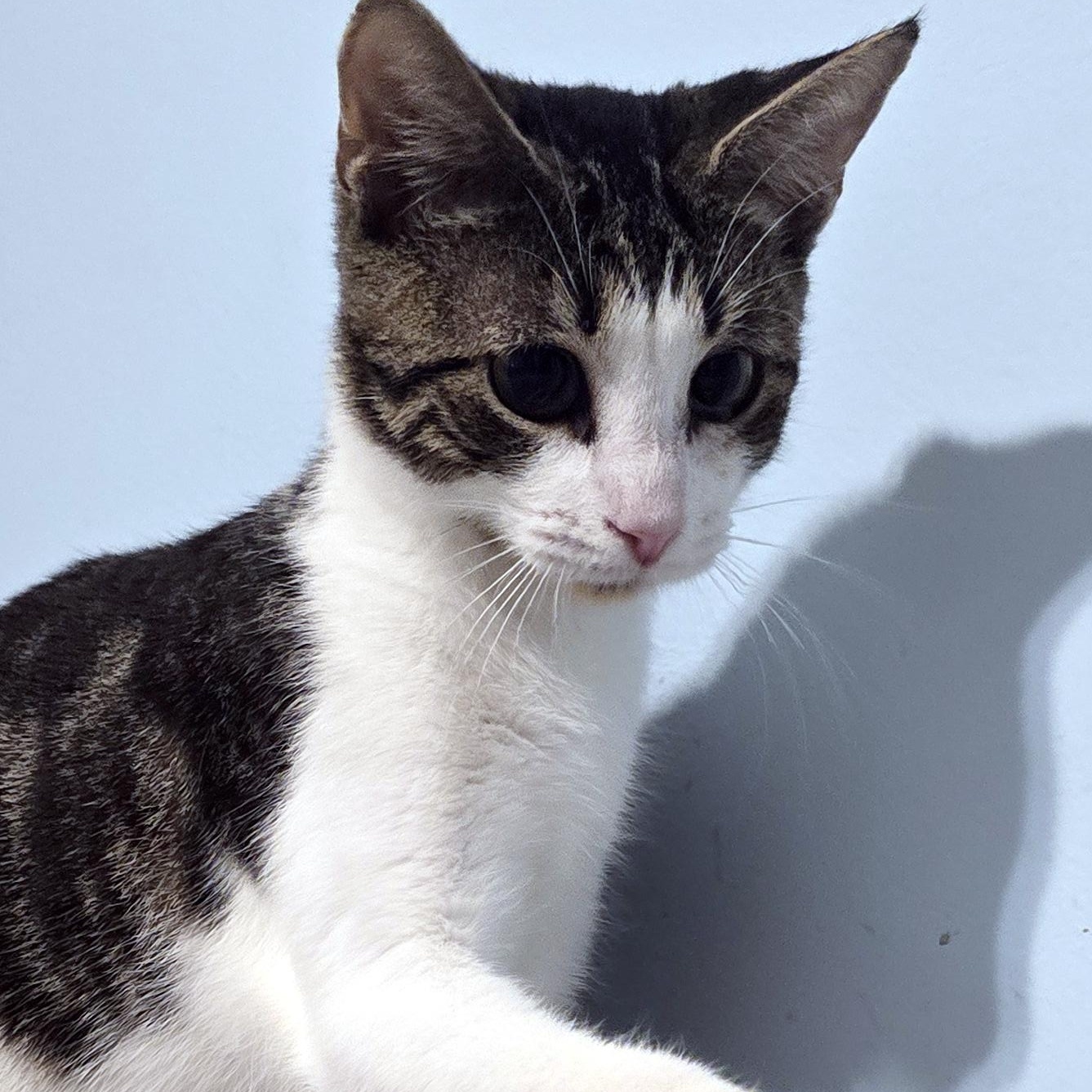 Penny, Adoptable, Kitten Female Domestic Short Hair.