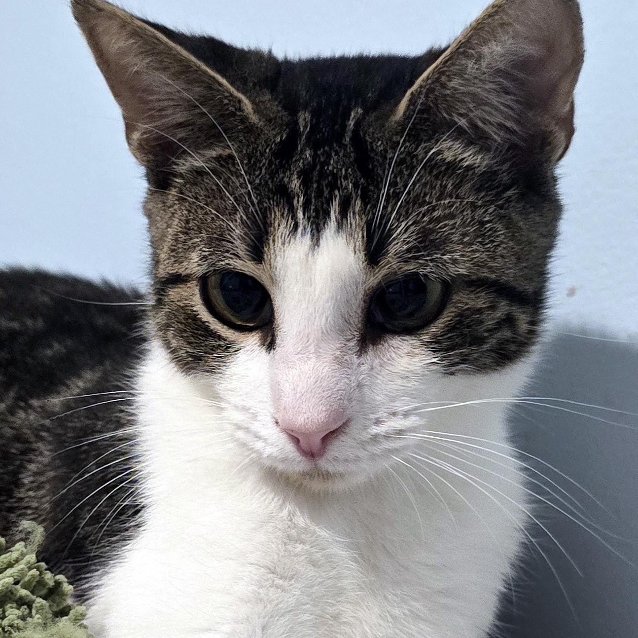 Enlarge Penny, a Adoptable Domestic Short Hair in Wadsworth, OH image 3/3