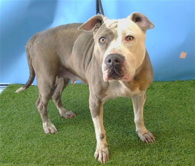 WEAVER, Adoptable, Adult Female Pit Bull Terrier.